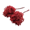 Pepperberry Red