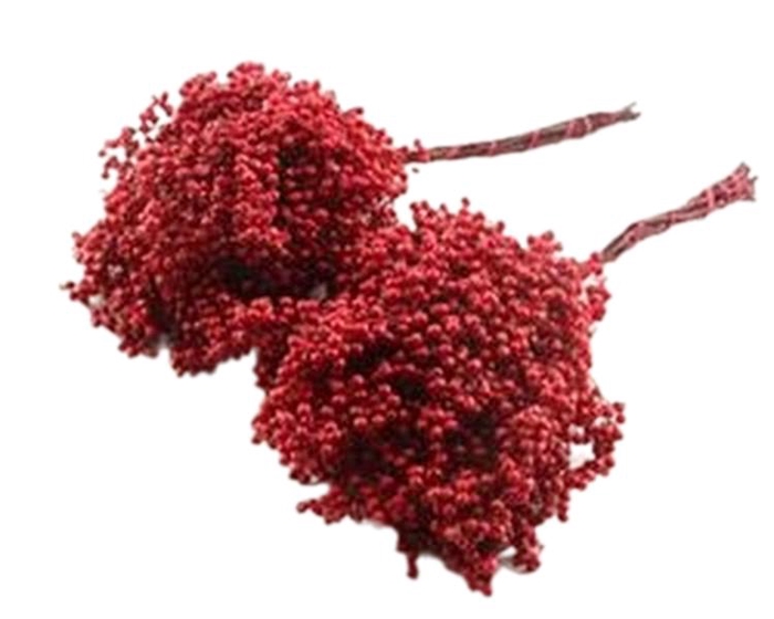 Pepperberry Red