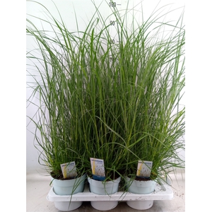 Pennisetum alopec. 'Hameln'