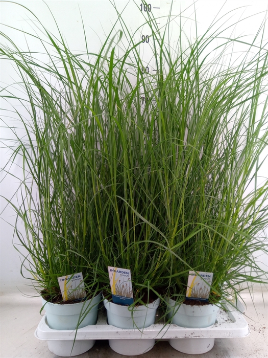 <h4>Pennisetum alopec. 'Hameln'</h4>