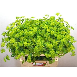 Bupleurum Rotundifol