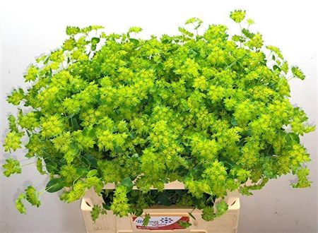 <h4>Bupleurum Rotundifol</h4>