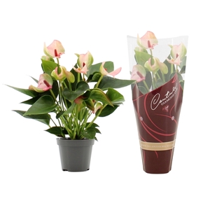 Anthurium Matata in Couture Diamond sleeve