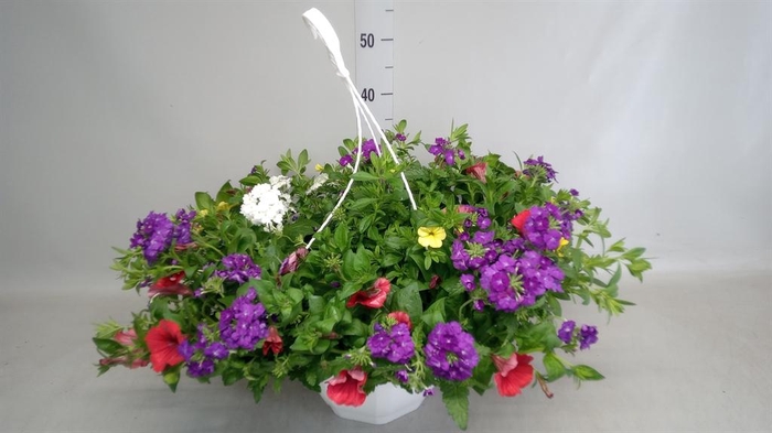 <h4>Hanging plant ...</h4>