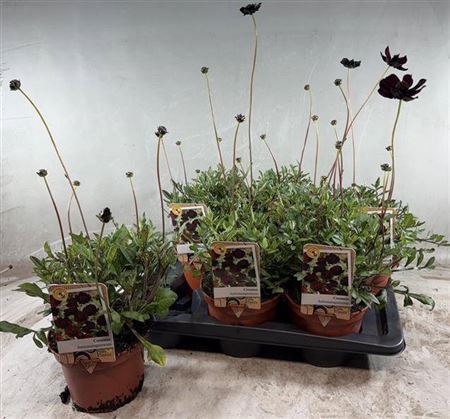 <h4>Cosmos Atrosanguineus</h4>