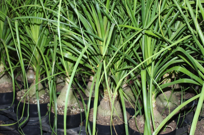 <h4>BEAUCARNEA P17</h4>