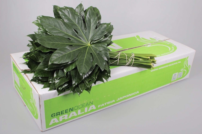 Aralia Green Ocean