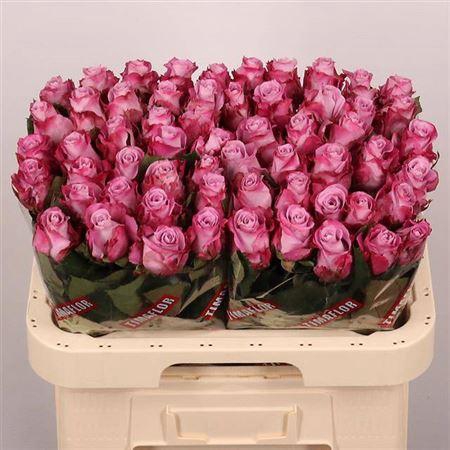 <h4>R Gr Maritim</h4>