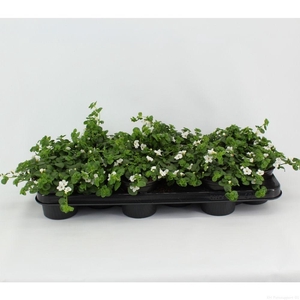 Sutera cordata 'Snowflake'