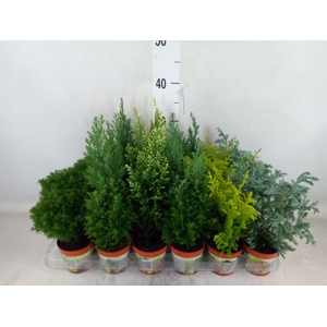 Conifers   ...mix