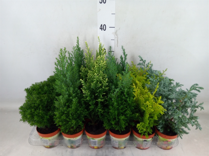 <h4>Conifers   ...mix</h4>