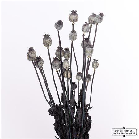 <h4>Dried Papaver X5 Black Bunch</h4>