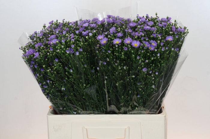 <h4>Aster Cassandra</h4>