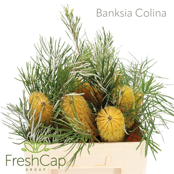 <h4>Banksia Colina</h4>