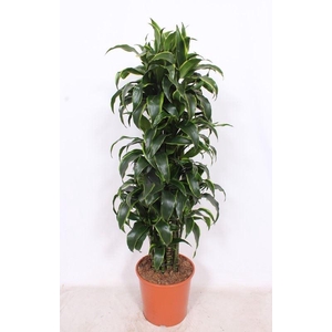 Dracaena Dorado