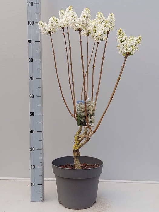 <h4>SYRI VULGARIS</h4>