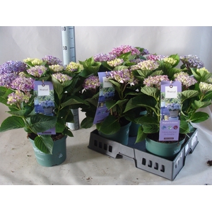Hydrangea mac.   ...