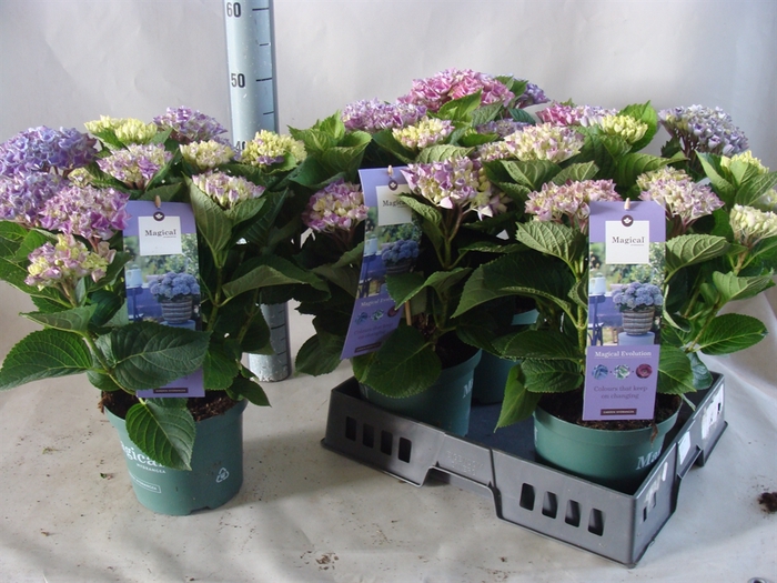 <h4>Hydrangea mac.   ...</h4>