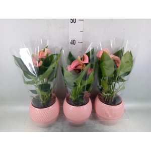 Anthurium andr. 'Joli'