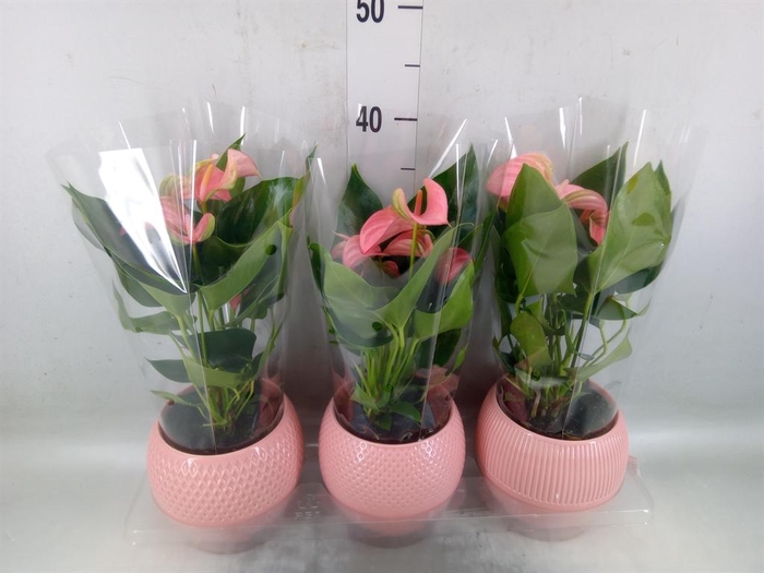 <h4>Anthurium andr. 'Joli'</h4>