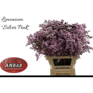 LIM MR SILVER PINK