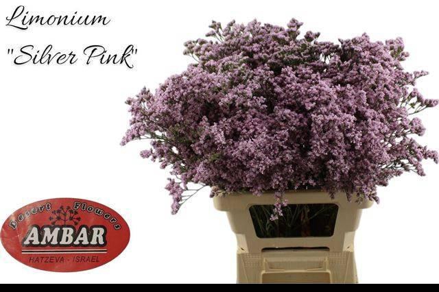 <h4>LIM MR SILVER PINK</h4>