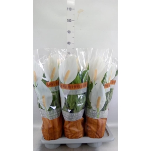 Spathiphyllum 'Sweet Chico'