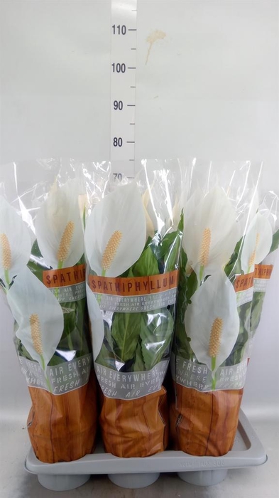 <h4>Spathiphyllum  'Sweet Chico'</h4>
