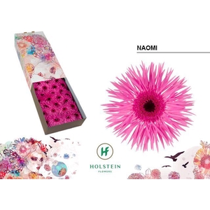 Gerbera Spider Naomi Doos