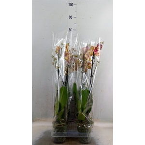Phalaenopsis   ...