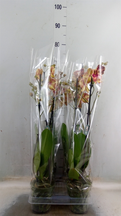 <h4>Phalaenopsis   ...</h4>