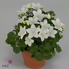 .Campanula isophylla atlanta white