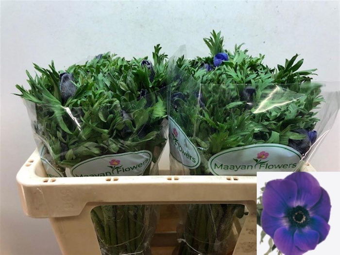 <h4>ANEM CO GALIL BLAUW</h4>