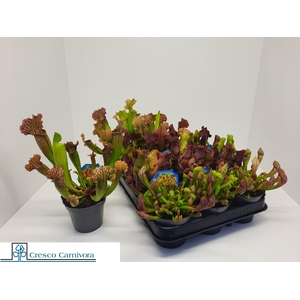 SARRACENIA OV
