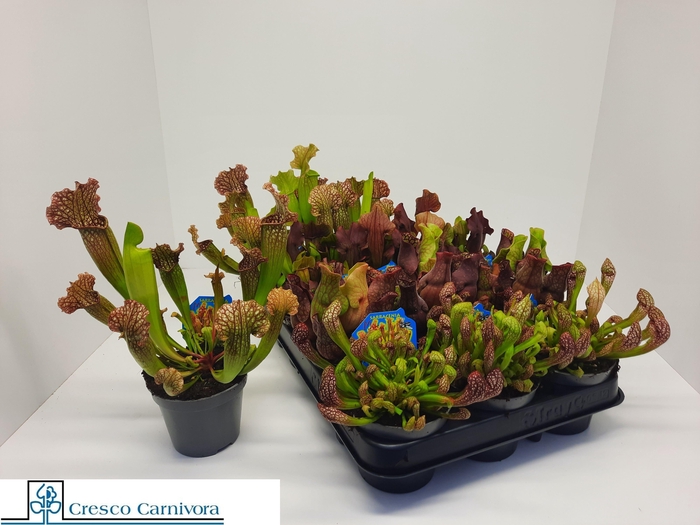 <h4>SARRACENIA OV</h4>