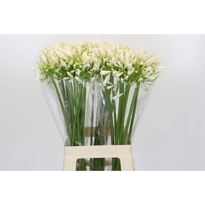 Agapanthus White Heaven