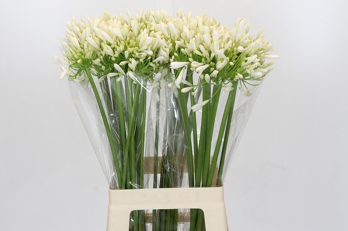 <h4>Agapanthus White Heaven</h4>