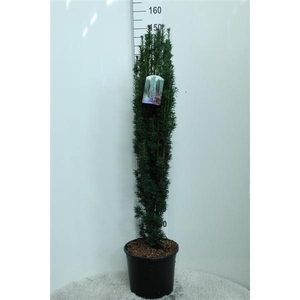 Taxus baccata 'Fastigiata' P35 potgedrukt