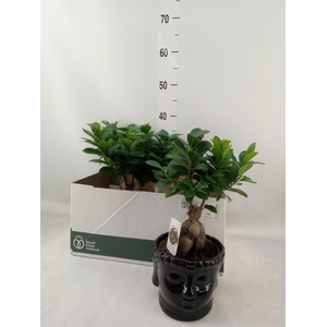 Ficus microcarpa 'Ginseng'