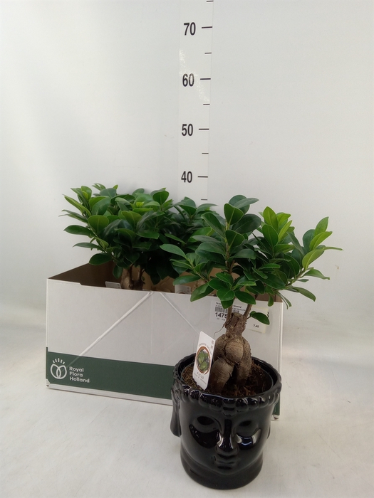 <h4>Ficus microcarpa 'Ginseng'</h4>