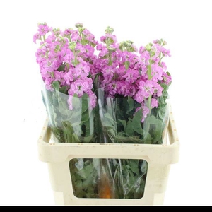 MATTH IRON PINK