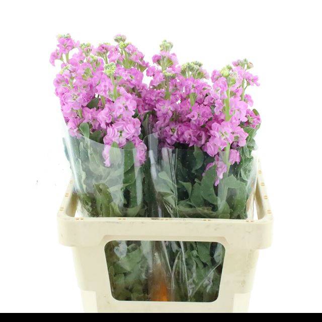 <h4>MATTH IRON PINK</h4>