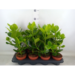 Clusia rosea 'Princess'