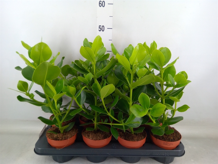 <h4>Clusia rosea 'Princess'</h4>