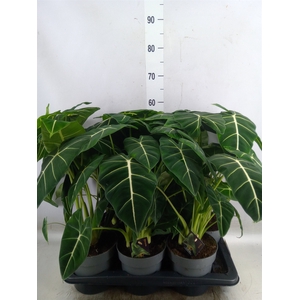 Alocasia   ...