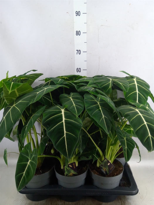 <h4>Alocasia   ...</h4>