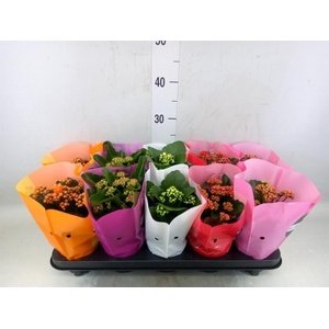 Kalanchoe blos. 'Perfecta'  ..mix 5