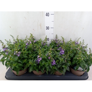 Angelonia  'Serena Lavender'