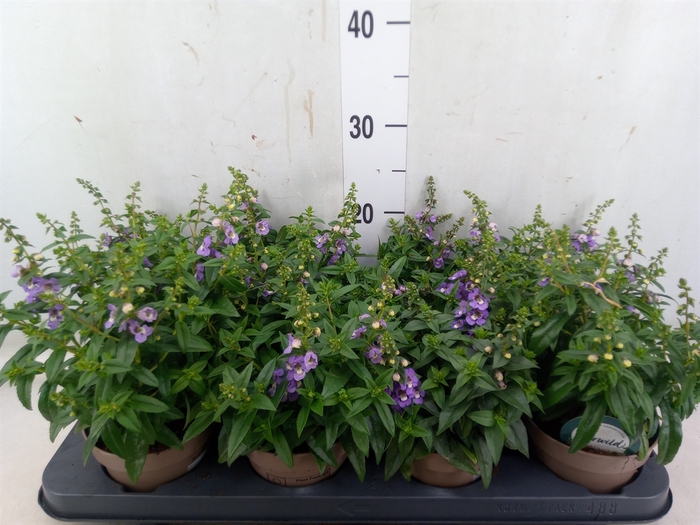 <h4>Angelonia  'Serena Lavender'</h4>