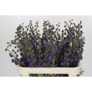 Aconitum Napellus
